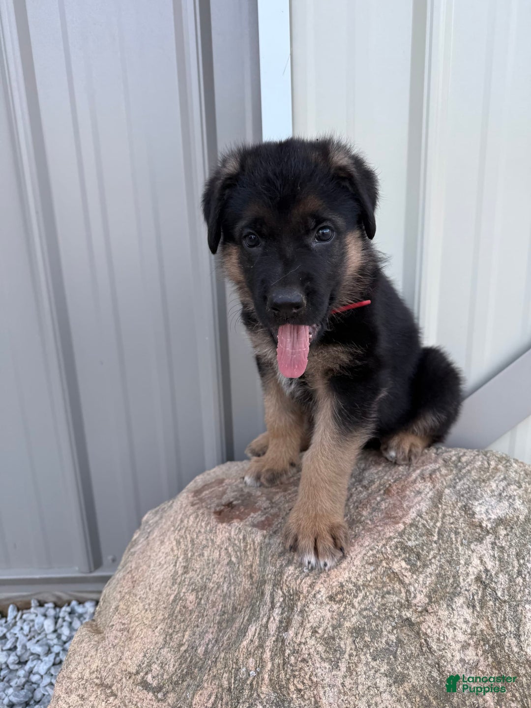 German Shepherd dogs for sale: Red - Image 10