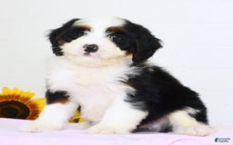Mini Bernedoodle dogs for sale: Theo - Image 1