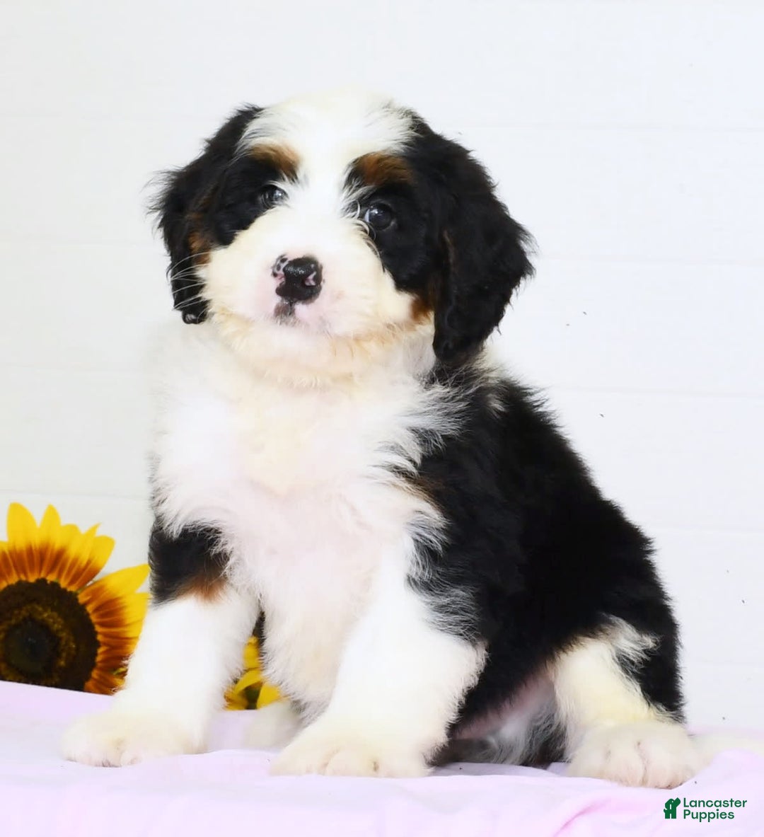 Mini Bernedoodle dogs for sale: Theo - Image 1