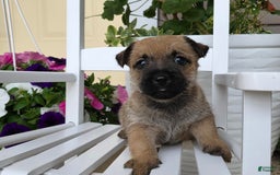 Cairn Terrier dogs for sale: Carol - Image 8