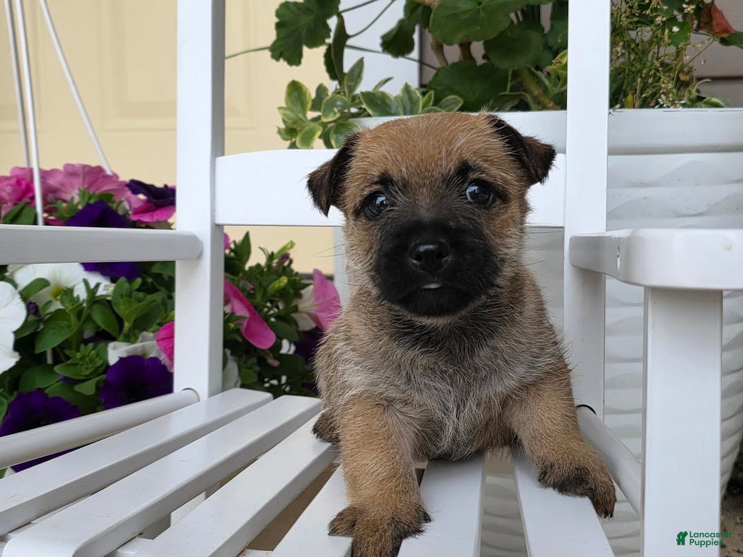 Cairn Terrier dogs for sale: Carol - Image 8