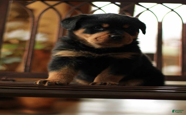 Rottweiler dogs - Advert 18