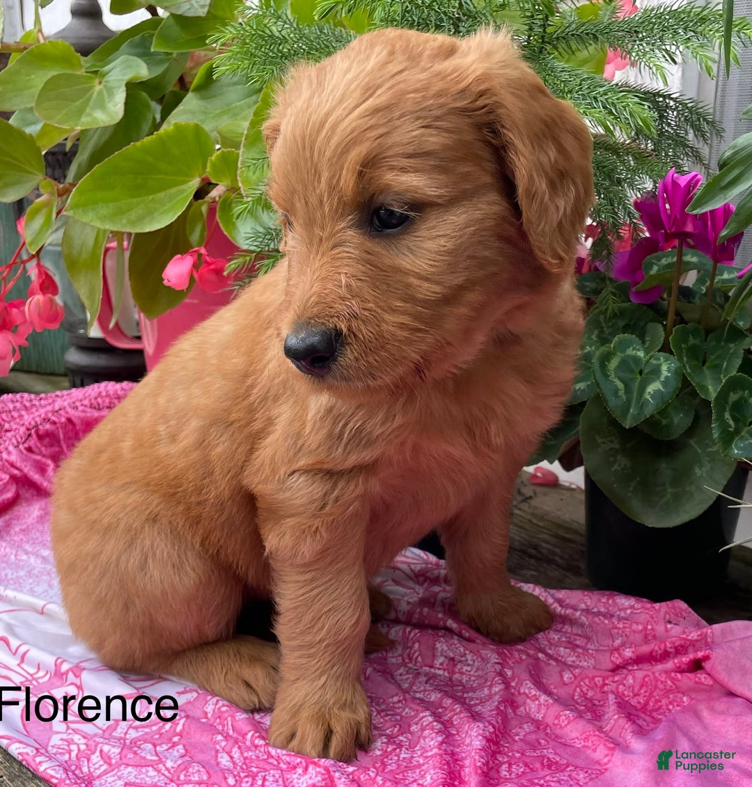 Goldendoodle dogs for sale: Florence - Image 6