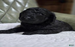 Standard Poodle dogs for sale: Ember - Image 4