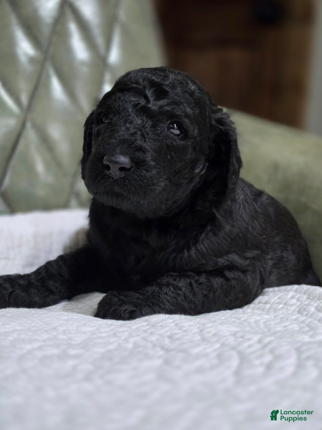Standard Poodle dogs for sale: Ember - Image 4