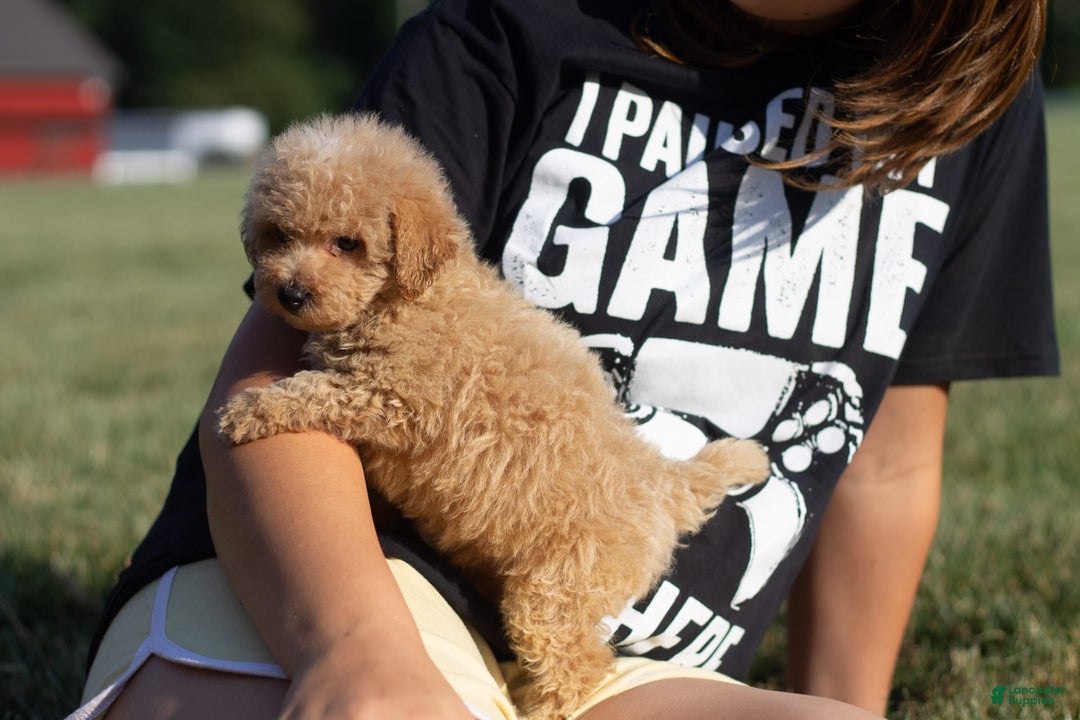 Miniature Poodle dogs for sale: Buddy - Image 3