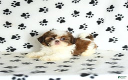 Shih Tzu dogs for sale: Charlie - Image 2