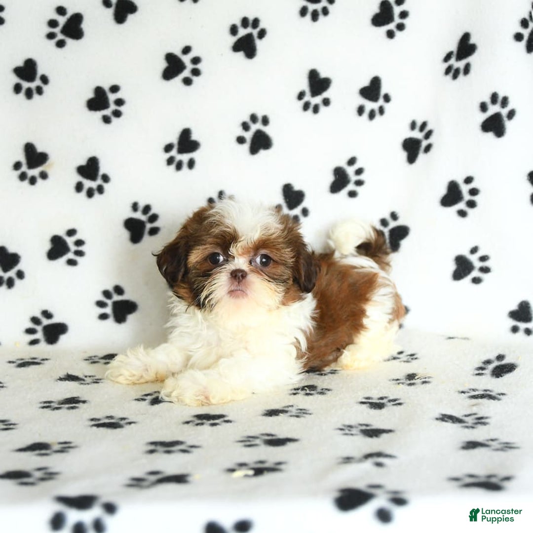 Shih Tzu dogs for sale: Charlie - Image 2