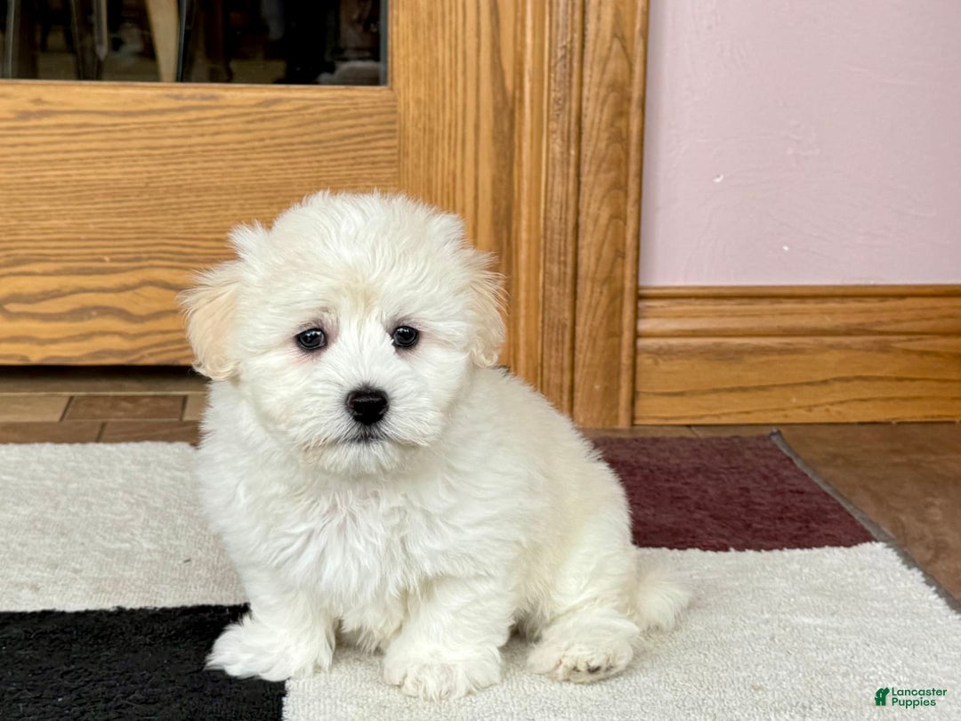 Coton De Tulear dogs for sale: Rodney - Image 6