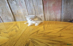 Pomeranian dogs for sale: Diana - Image 3