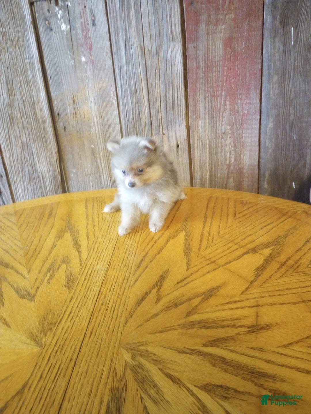 Pomeranian dogs for sale: Diana - Image 3
