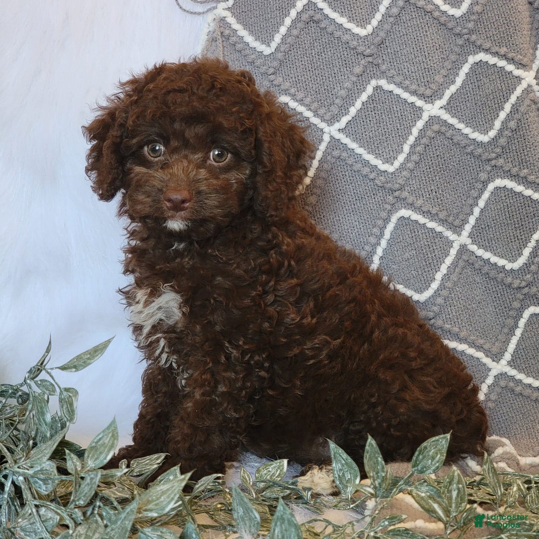 Cockapoo dogs for sale: Ellie - Image 6