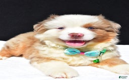 Miniature Australian Shepherd dogs for sale: Jamie - Image 3