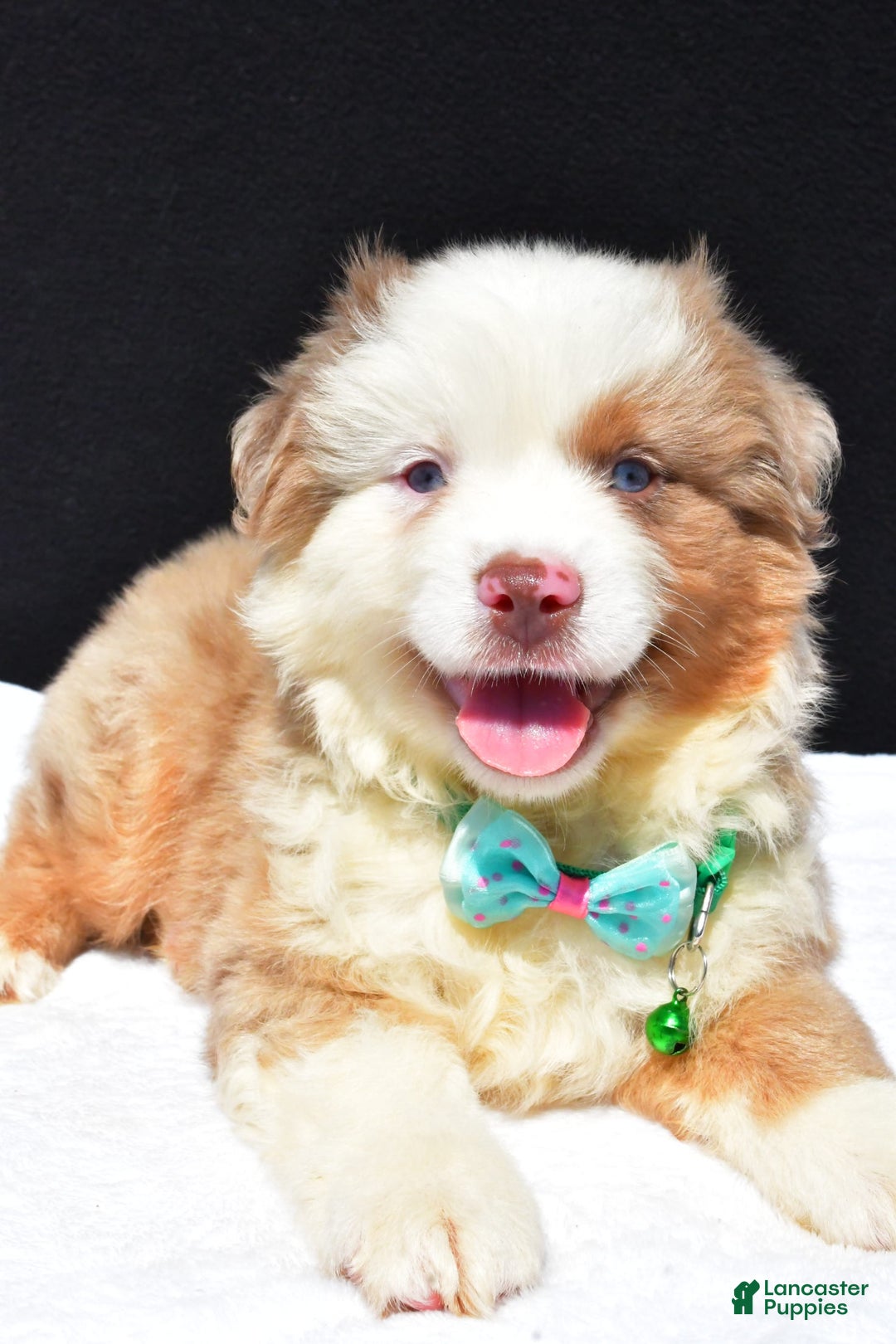 Miniature Australian Shepherd dogs for sale: Jamie - Image 3