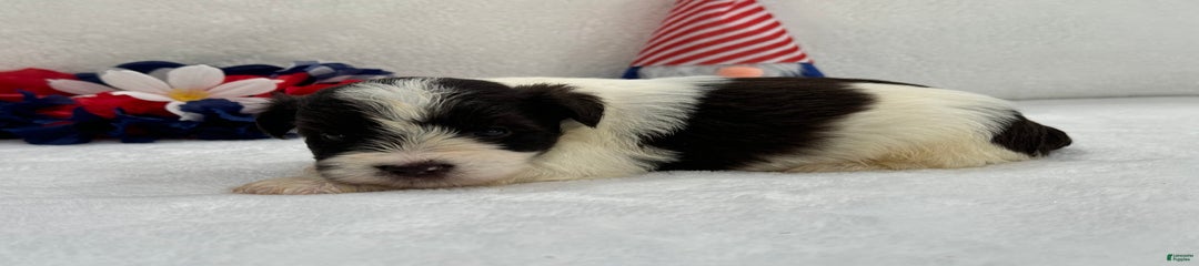 Fancy Male 2 Akc Liver Parti