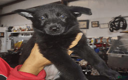 German Shepherd dogs for sale: Pink Collar Female - Image 1
