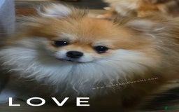 Pomeranian dogs for sale: Purse Pom - Love - Image 4