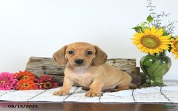 Miniature Dachshund dogs for sale: Macey - Image 1