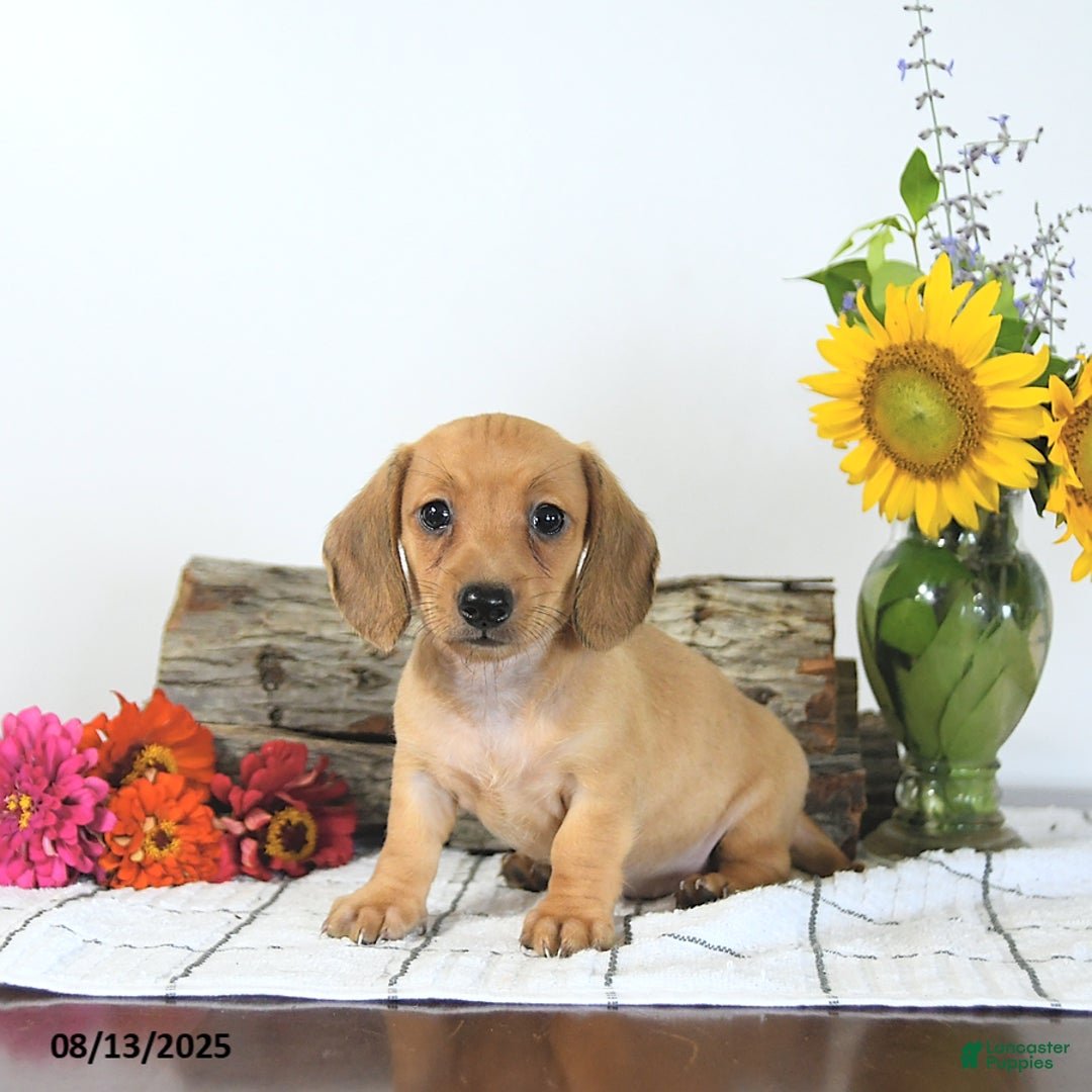 Miniature Dachshund dogs for sale: Macey - Image 1