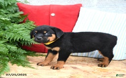 Rottweiler dogs for sale: Ruby - Image 3