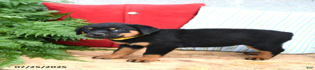 Ruby