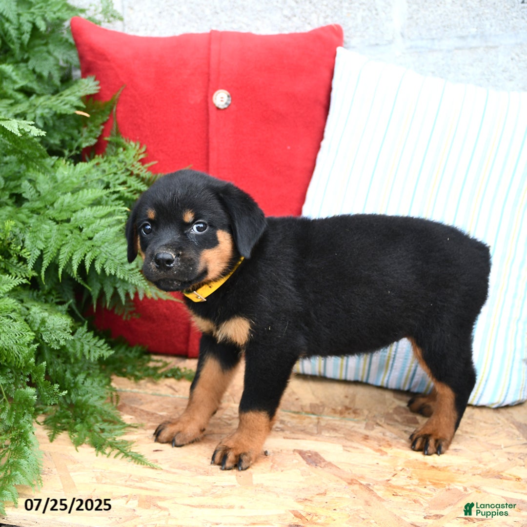 Rottweiler dogs for sale: Ruby - Image 3
