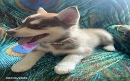 Pomsky dogs for sale: Rosie - Image 2