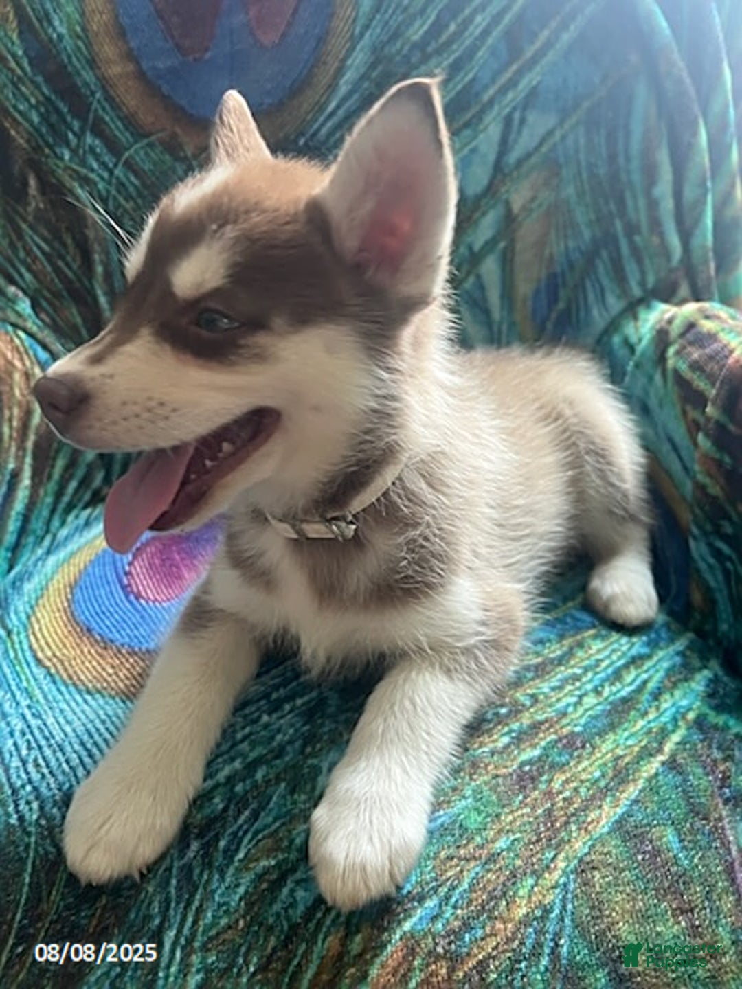 Pomsky dogs for sale: Rosie - Image 2