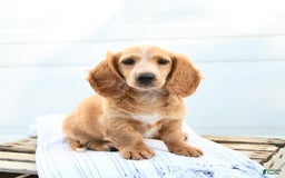 Dachshund dogs for sale: Baxter - Image 1
