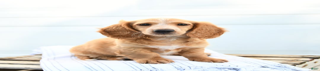 Baxter