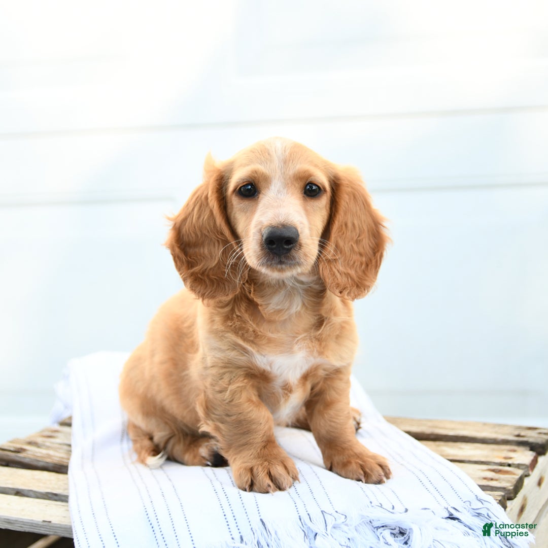 Dachshund dogs for sale: Baxter - Image 1