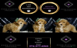 Miniature Poodle dogs for sale: Toffee - Image 1