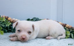 Chihuahua dogs for sale: Noah - Image 3
