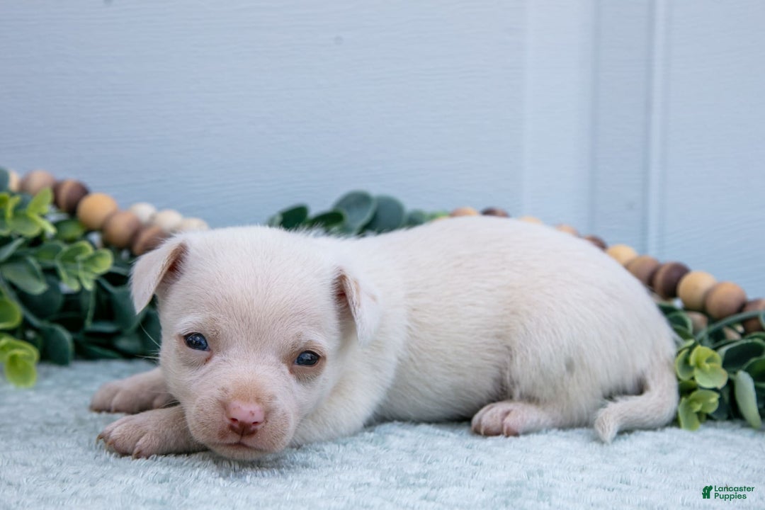 Chihuahua dogs for sale: Noah - Image 3