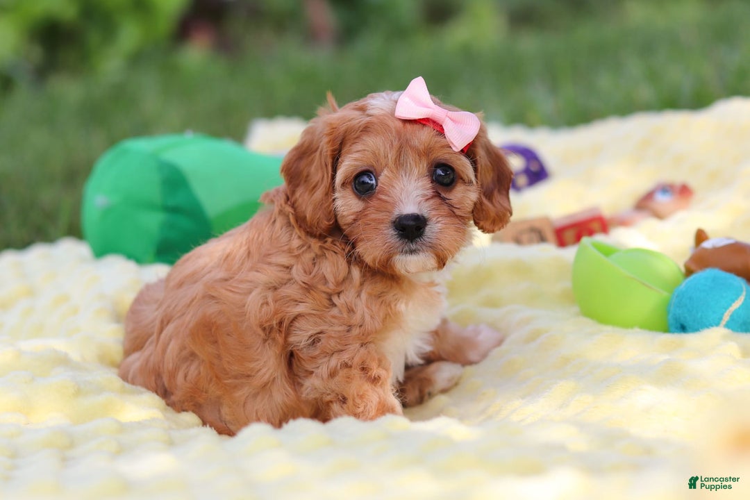 Cavapoo dogs for sale: Lucy - Image 11