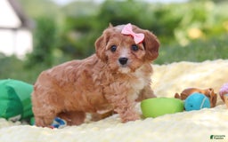 Cavapoo dogs for sale: Lucy - Image 12
