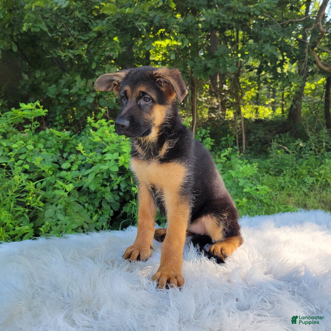 German Shepherd dogs for sale: Tessa - Image 2