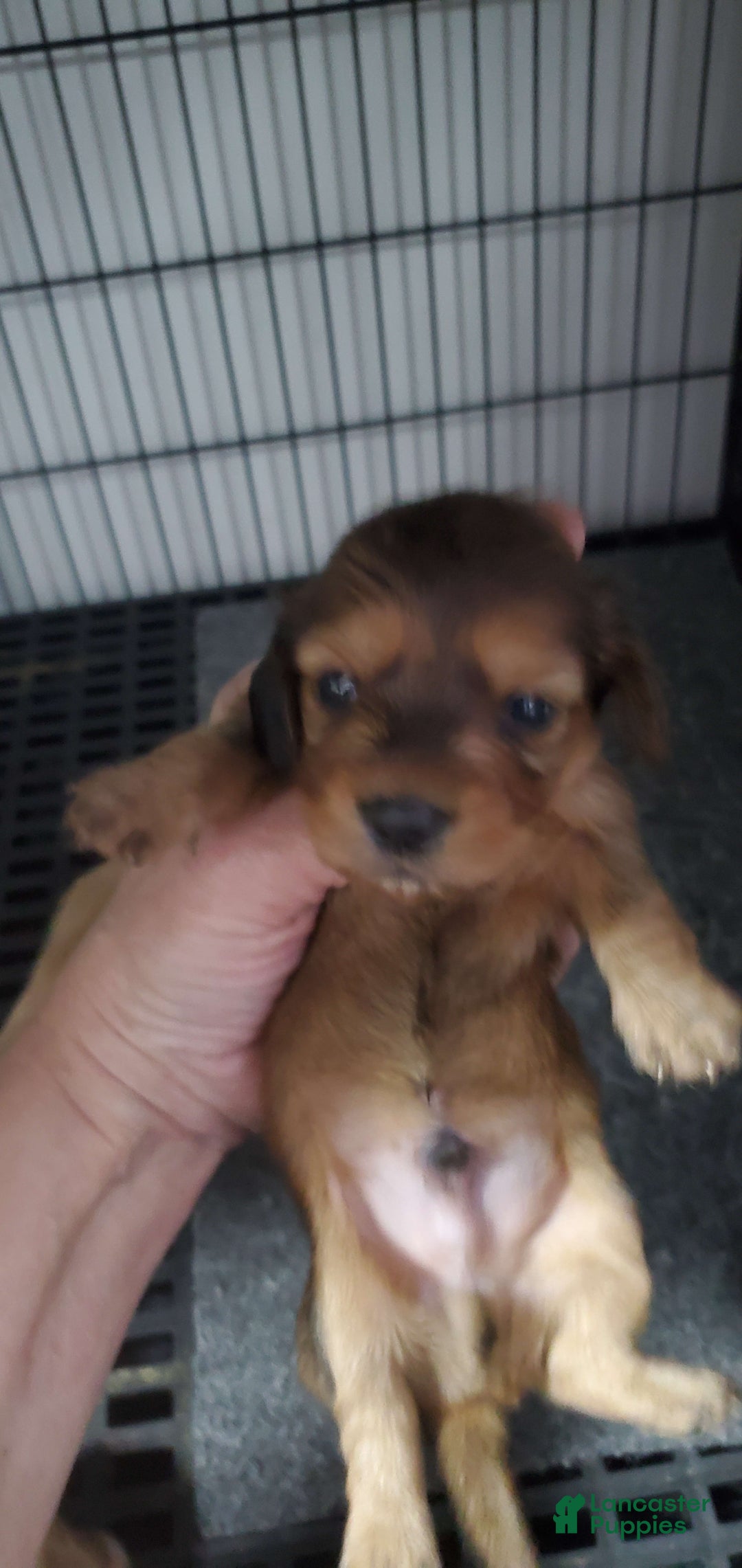 Miniature Dachshund dogs for sale: Brule - Image 3