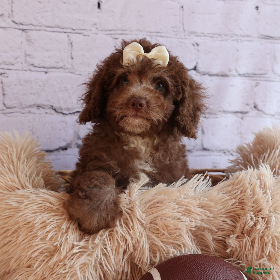 Cockapoo dogs for sale: Bailey - Image 13