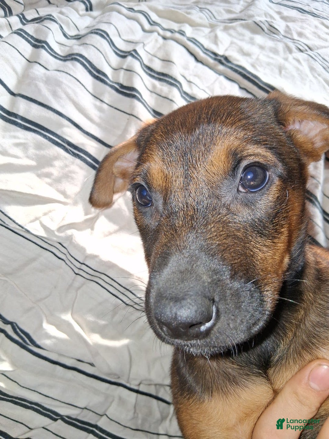 Doberman Pinscher dogs for sale: Cider - Image 2