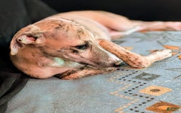 Whippet dogs for sale: Millie - Image 1