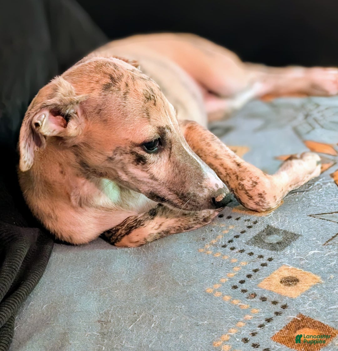 Whippet dogs for sale: Millie - Image 1