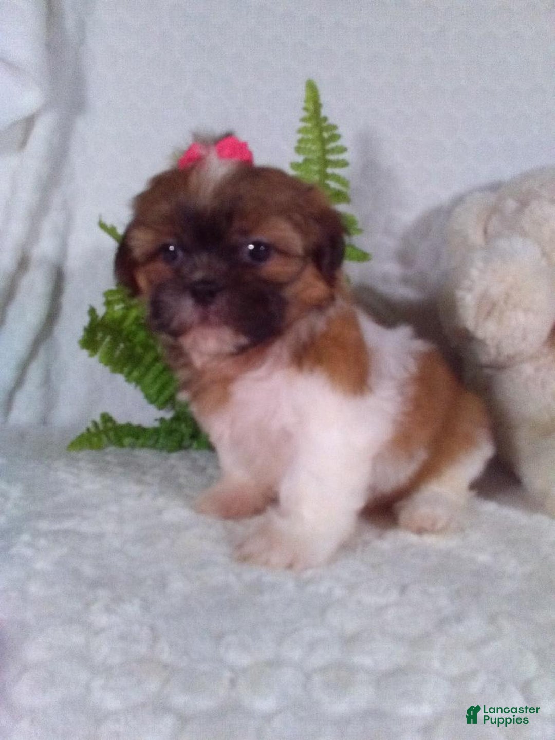 Shih Tzu dogs for sale: Hazel - Image 3