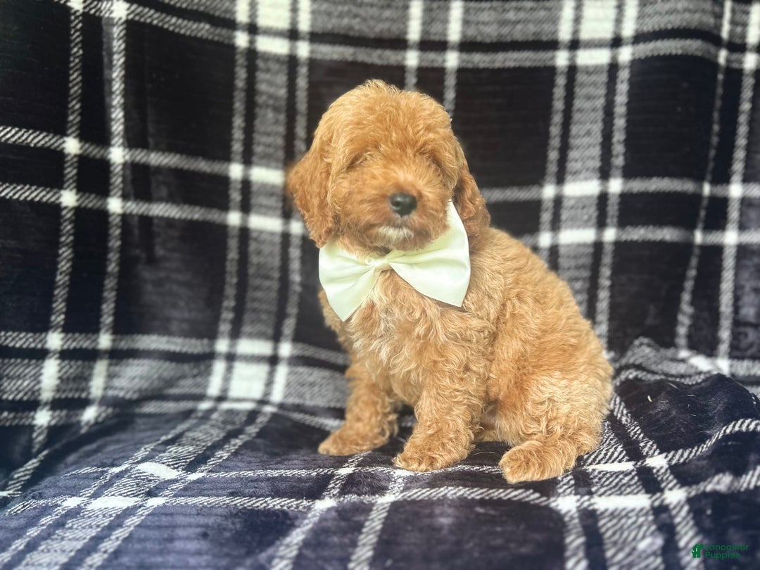 Cockapoo dogs for sale: Royal - Image 6