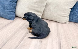 Miniature Dachshund dogs for sale: Faith - Image 4