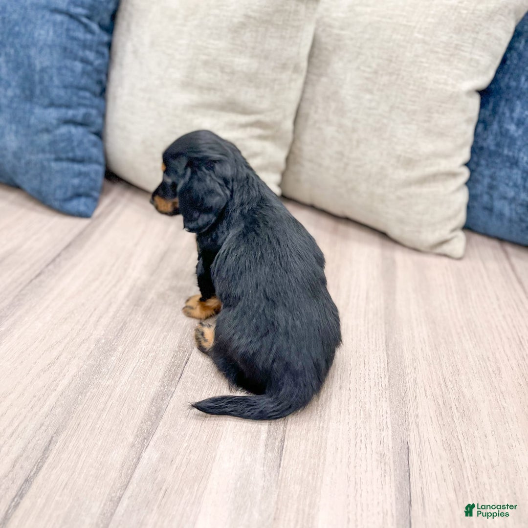 Miniature Dachshund dogs for sale: Faith - Image 4
