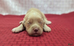 Cockapoo dogs for sale: Fishlegs - Image 10