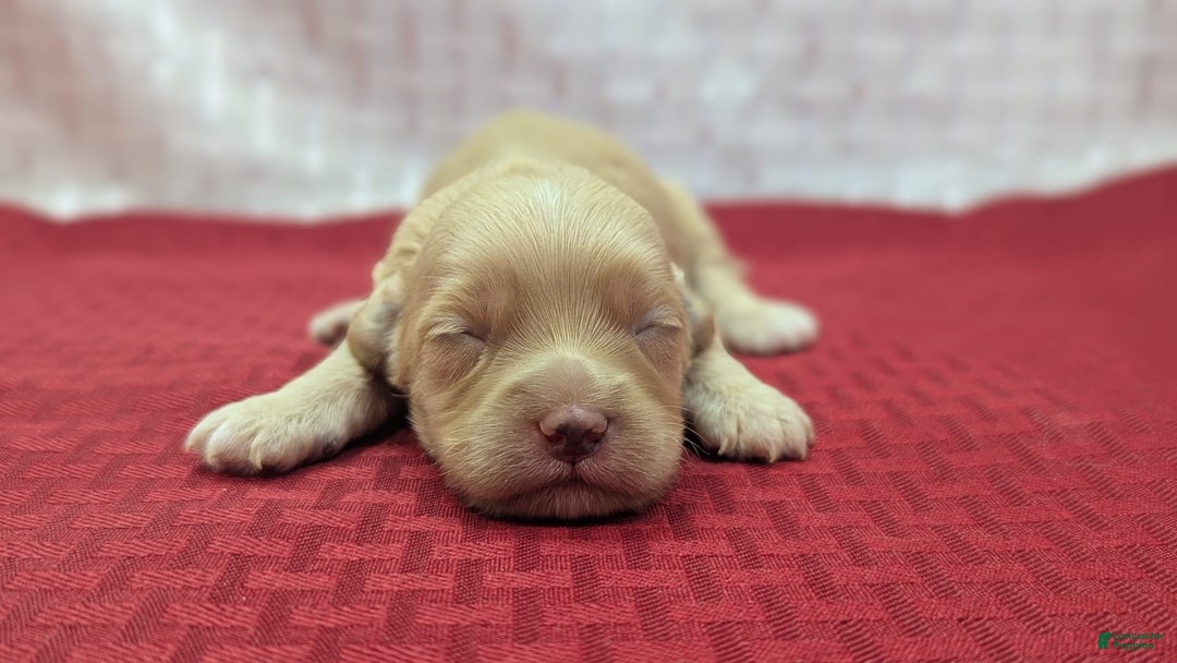 Cockapoo dogs for sale: Fishlegs - Image 10