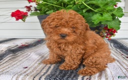 Bichpoo dogs for sale: Caspar - Image 8