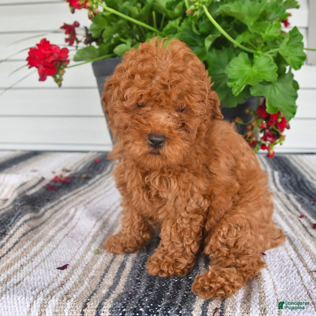 Bichpoo dogs for sale: Caspar - Image 8